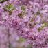 Prunus Subhirtella Fukubana Winter Flowering Cherry