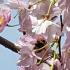 Prunus Subhirtella Pendula Rosea or Weeping Pink Cherry Tree - lovely pink blossom, buy online UK