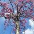 Prunus Subhirtella Pendula Rosea or Weeping Pink Cherry Tree - lovely pink blossom, buy online UK