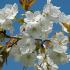 Prunus Tai Haku Great White Cherry Japanese Cherry Tree