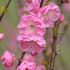 Prunus Triloba Rosenmund Cherry Almond blossom, buy Prunus Triloba trees online UK