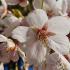 Prunus Umineko is a white flowering Japanese cherry tree, flowering profusely all along the branches this is a beautiful ornamental tree, for sale UK.