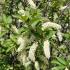 Prunus virginiana Schubert Virginia Bird Cherry produces dense spikes of small star-shaped white flowers from mid to late spring followed by globose dark purple-red fruits.