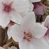 Prunus Yedoensis or Yoshino Cherry Tree for Sale Online UK delivery.