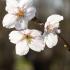 Prunus Yedoensis Yoshino Cherry is a stunning deciduous tree that boasts delicate pink flowers in early spring, creating a striking display. Its graceful form and seasonal beauty make it ideal for parks and gardens.