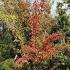 Prunus Yedoensis or Yoshino Cherry tree displaying beautiful Autumn foliage colours, trees this size for sale online, UK delivery.