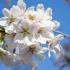 Prunus Yedoensis Yoshino Cherry is a popular ornamental tree known for its elegant pink blossoms that blanket the tree in spring. A favourite for gardens and streetscapes, it adds a touch of charm to any landscape.