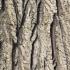 Pterocarya Fraxinifolia or Caucasian Wingnut bark detail. Buy online for UK delivery