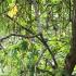 Pterocarya Fraxinifolia or Caucasian Wingnut in Autumn showng racemes of wingnut seeds hanging from the branches