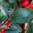 Pyracantha Angustifolia or Narrow Leaf Firethorn for Sale UK