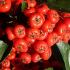 Upright evergreen shrub with clusters of white flowers in spring. Followed by vibrant red berries in autumn and winter. Perfect for hedging or as a decorative feature with year round interest.