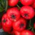 Close up of the red berries of the Pyracantha - buy this shrub online UK