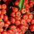 Pyracantha Red Column, Evergreen Shrub with Red Berries in Autumn. Buy online with UK delivery.