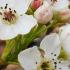 Pyrus Calleryana Chanticleer Callery Pear Trees in Full Blossom - the abundant clusters of white flowers are followed by small fruits.