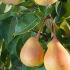 Pyrus Communis Lady Naomi Pear, a lesser known variety of late fruiting pear tree with reliable crop of large, juicy dessert pears. 