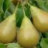 Pyrus Communis Conference Pear Tree, one the most popular fruiting pear varieties in the UK