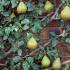 Pyrus Doyenne du Comice Fan Trained Pear Trees for Sale UK delivery.