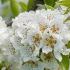 Pleached Pear Trees, variety Doyenne du Comice 