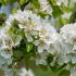 Spring blossom of Pyrus Communis Doyenne du Comice pear trees, buy online UK