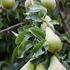 Pyrus Communis Maagdenpeer, Maagden Pear, a medium-sized juice-rich eating pear.