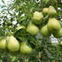Pleached Pear Tree, variety Williams Bon Chrétien