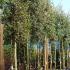 Quercus Ilex Trees, Full Standard, Holm Oak as a standard tree, London specialists in Mediterranean plants, UK 