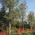 Quercus Suber or Cork Oak trees at our London Nursery, UK. We specialise in Mediterranean plants for the UK climate - large selection for sale online with UK delivery.