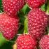 Raspberry Plant Rubus Idaeus,