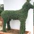 Reindeer topiary tree, unique trained trees in the shape of a reindeer for sale UK.