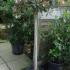 Rhaphiolepis Indian Hawthorn Topiary,this size £95 buy 1 get 1 free