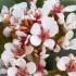 Rhaphiolepis umbellata Ovata Yeddo Hawthorn evergreen shrub with white flowers