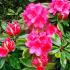 Rhododendron Anna Rose Whitney, evergreen flowering shrub for sale UK