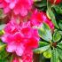 Rhododendron Anna Rose Whitney