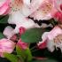 Pale Pink Rhododendrons for sale online