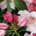 Buds and flowering Virginia Richards Rhododendrons buy online