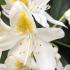 Flower detail of Rhododendron Cunninghams White, for sale online with UK delivery