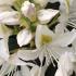 Rhododendron Cunninghams White flowering in May