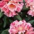 Rhododendron Firelight for sale online, UK delivery