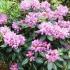 Rhododendron Variegated, Shrubs, Paramount Plants and Gardens - for sale UK