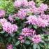 Rhododendron Variegated, Shrubs, Paramount Plants and Gardens - for sale UK