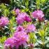 Rhododendron Goldflimmer, buy online Rhododendrons UK