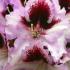 Rhododendron Kabarett, mauve flowering and for sale online at our London plant centre, UK