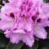 Rhododendron hybrids for sale online, UK