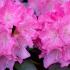 Rhododendron Kalinka Yak Hybrid, beautiful pink flowers in early summer, buy online UK delivery