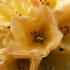 Rhododendron Nancy Evans, one of the best yellow flowering Rhododendron hybrids