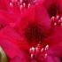 Rhododendron Nova Zembla - a popular choice for red-flowering rhododendrons