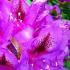 Rhododendron Azzuro Purple Flowering Evergreen Shrub