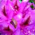 Rhododendron Azzuro Purple Flowering Evergreen Shrub flowering in early summer. Buy online UK