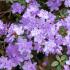 Rhododendron Ramapo Dwarf Low-Growing Variety, purple violet flowers in early summer, buy online UK