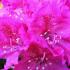 Rhododendron Rocket, a rhododendron hybrid with pink flowers